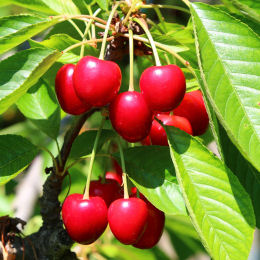 prunus cerasus tardif de vignola